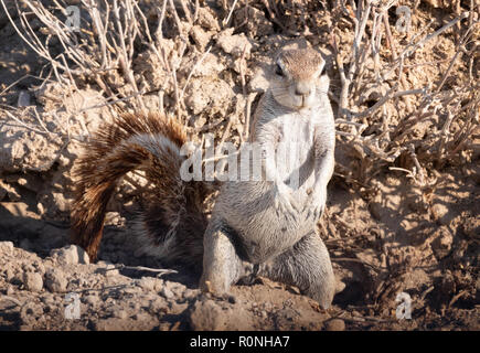 Afrikanischen Boden Eichhörnchen stehend - Kap Erdhörnchen, Xerus inauris, Etosha National Park, Namibia, Afrika Stockfoto