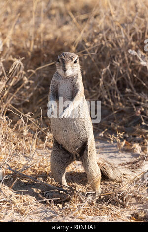 Afrikanischen Boden Eichhörnchen stehend - Kap Erdhörnchen, Xerus inauris, Etosha National Park, Namibia, Afrika Stockfoto