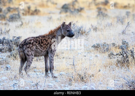 Tüpfelhyäne oder Lachende Hyäne, Crocuta crocuta, ein Erwachsener, Seitenansicht, Etosha National Park, Namibia, Afrika Stockfoto