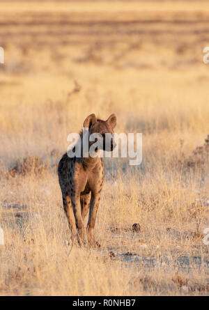 Tüpfelhyäne oder Lachende Hyäne, Crocuta crocuta, ein Erwachsener, Vorderansicht, Etosha National Park, Namibia, Afrika Stockfoto