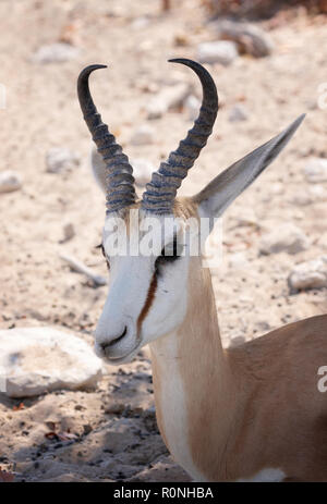 Männlicher Springbock Kopf Antidorcas marsupialis, Etosha National Park, Namibia, Afrika Stockfoto