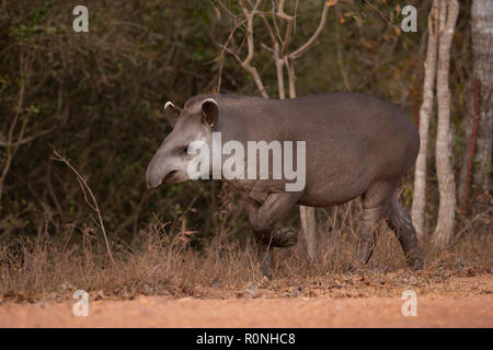 Brazilian Tapir (Tapirus terrestris) von Nord Pantanal. Stockfoto