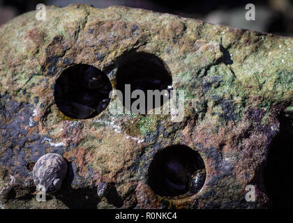 Perfekte runde Löcher in einer Sea Rock oder das Meer Stein von Muscheln verursacht. Nahaufnahme. Stockfoto