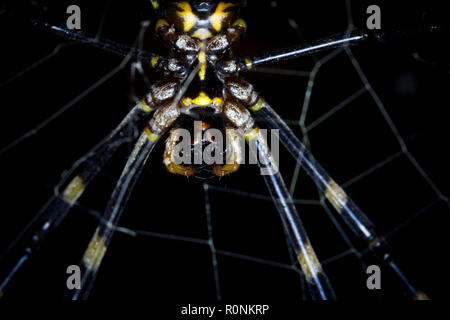 Makro Nahaufnahme Schuß von Tiger gelbe und schwarze Spinne mit den Augen in die Kamera schaut. Stockfoto