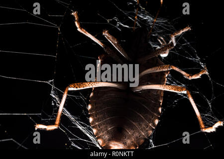 Ein Bug, der in einem Spinnennetz gefangen. In schwarz isoliert und Licht ist unter Für eine beängstigende Wirkung gelegt. Spinne verfangen. Stockfoto