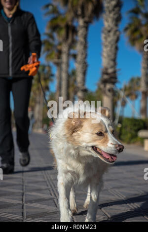 Niedrigen Winkel in der Nähe des Fokus auf eine blonde Border Collie Mix zu Fuß an der Leine in Richtung der Kamera auf eine Strandpromenade mit Palmen und einem strahlend blauen Himmel, und ich Stockfoto