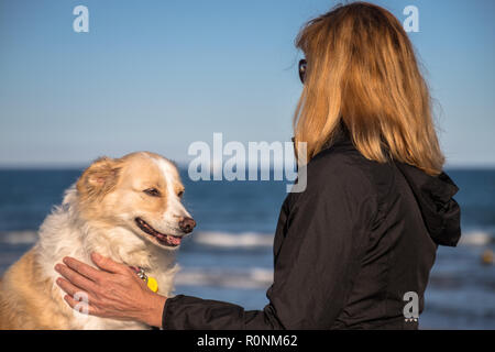 Fokus auf eine blonde Border Collie mix am Strand mit ihrem Besitzer ihr Streichelzoo auf einem hellen, sonnigen Tag und den blauen Ozean im Hintergrund Stockfoto