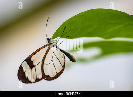 Glasswing Schmetterling Stockfoto