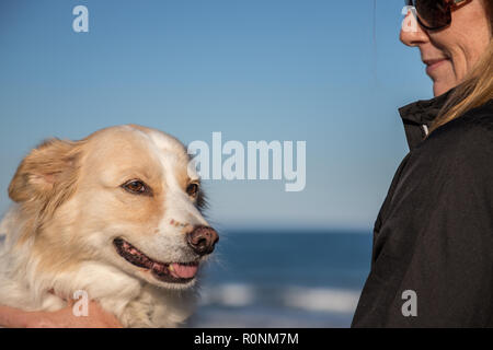 Konzentrieren Sie sich auf das Gesicht von einem blonden Border Collie mix am Strand mit ihrem Besitzer lächelte und streichelte den Hund an einem hellen, sonnigen Tag Stockfoto