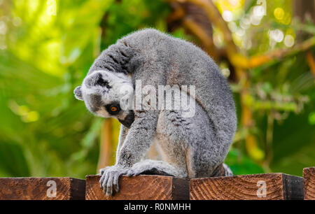 Ring-tailed Lemur (Lemur catta) sitzen auf Holz- oberfläche und unten schauend, mit Dschungel vegetation Hintergrund Stockfoto
