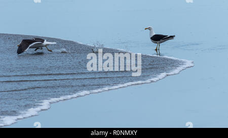 Eine Möwe beobachtet einen anderen Weg in der Vorbereitung läuft zum take-off Stockfoto