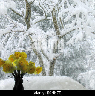 Ein kleiner Haufen künstlicher gelber Kunststoff-Narzissen in einer Vase auf einer Fensterbank. Ein Zeichen der Hoffnung - draußen ist es Winter. Die Bäume sind mit dichtem Schnee bedeckt und Kondenswasser fließt durch das Fenster Stockfoto