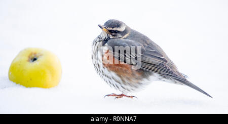 Eine einzelne Wacholderdrossel auf dem Boden im Schnee, Fütterung auf windfall Äpfel, Garten in den Cotswolds Worcestershire März 2018 Stockfoto