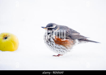 Eine einzelne Wacholderdrossel auf dem Boden im Schnee, Fütterung auf windfall Äpfel, Garten in den Cotswolds Worcestershire März 2018 Stockfoto