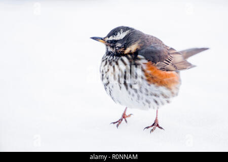 Eine einzelne Wacholderdrossel auf dem Boden im Schnee, warten auf windfall Äpfel zu füttern, Garten in den Cotswolds Worcestershire März 2018 Stockfoto