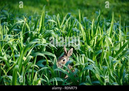 Kaninchen versteckt im hohen Gras Stockfoto