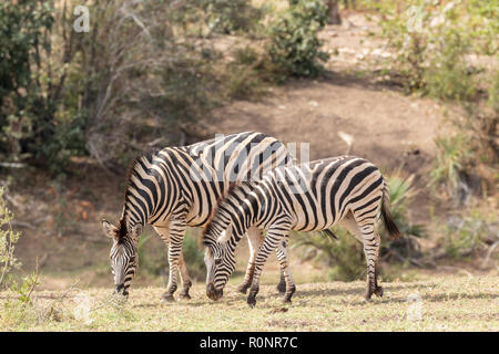 Mutter und Fohlen Burchells Zebra, Equus burchellii Quagga, beweidung am Fluss in den Krüger National Park, Südafrika Stockfoto