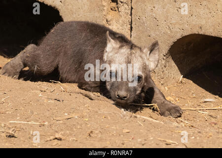 Eine einzelne Tüpfelhyäne Crocuta crocuta, Cub in der Sonne außerhalb der Höhle in der Nähe von Shingwedzi Camp, Krüger Nationalpark, Südafrika. Stockfoto