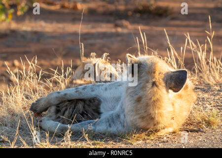 Mutter und cub Tüpfelhyäne Crocuta crocuta, mit morgendlichem Sonnenschein in Krüger Nationalpark Südafrika, Mutter, Cub schützende kuscheln Stockfoto