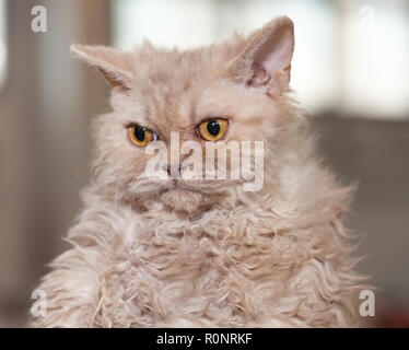 Porträt einer Selkirk Rex Katze. Stockfoto