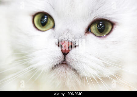 Porträt einer Norwegischen Waldkatze von weißer Farbe. Stockfoto