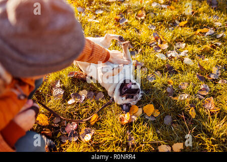 Master spielen mit Mops Hund im Herbst Park. Happy puppy liegen auf Gras durch die Beine des Mannes. Hund Spaß Stockfoto