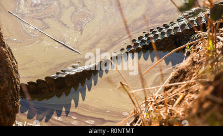 Ansicht von oben ein nilkrokodil Schwanz, Limpopo, Südafrika Stockfoto