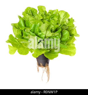 Salanova salat Grün, Leben über Weiß. Eichenlaub Kopfsalat in Kunststoffbehälter mit Wurzeln. Einem Schnitt bereit, lose Blätter Kopfsalat. Stockfoto