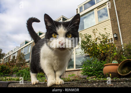 Schließen Sie die Katze auf der Straße, die ein Interesse an der Kamera. Ein Blick von einer niedrigen Perspektive auf eine Katze. Stockfoto