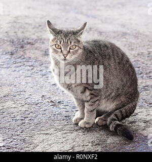 Katze auf dem Bürgersteig in der Sonne. Die Katze sitzt auf der Asphaltstraße posieren. Stockfoto
