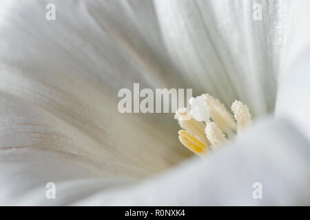 Große Bindweed (calystegia silvatica), in der Nähe des Zentrums von einer einzigen Blume, Detail der Staubgefäße und Stigmatisierung. Stockfoto