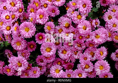 Lila Blüten von septibrinka im Herbst Tag. Stockfoto
