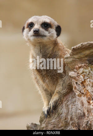 Nahaufnahme von Erdmännchen im Zoo in England, Großbritannien Stockfoto