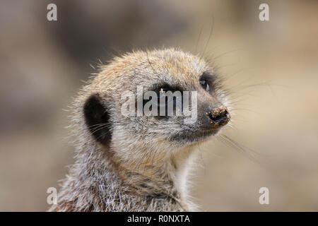 Nahaufnahme von Erdmännchen im Zoo in England, Großbritannien Stockfoto