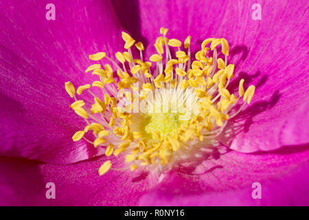 Wild Rose (Rosa rugosa alba), in der Nähe des Stadtzentrums eine Blume zeigen, Detail der Stigmatisierung und Staubblätter. Stockfoto