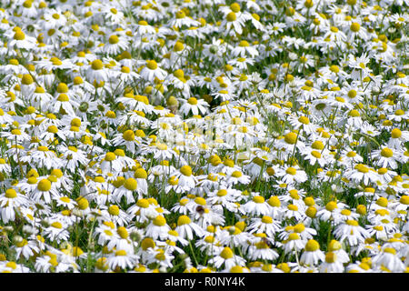 Geruchlos Mayweed (matricaria maritima) wachsen in Hülle und Fülle in der Ecke eines Feldes. Stockfoto