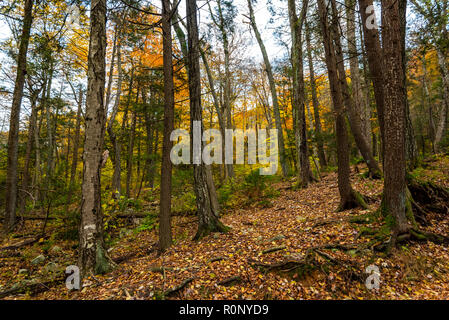 Herbst auf dem Lake Minnewaska State Park, New York Stockfoto