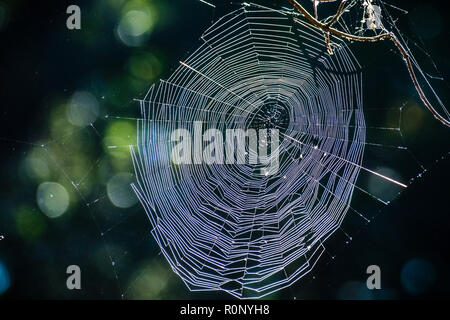 Glänzend spiderweb auf einem dunklen Hintergrund; Konzept für Halloween Stockfoto