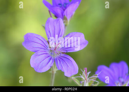 Holz Cranes-bill, Geranium sylvaticum Stockfoto