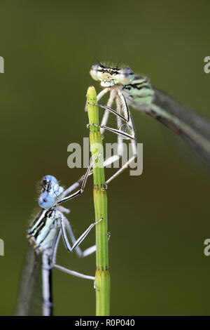 Blau featherleg, auch "white-legged damselfly, Platycnemis pennipes Stockfoto