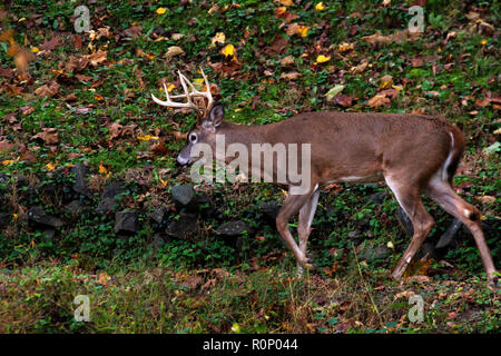 Rehe grasen am Oak Hill Friedhof neben Rock Creek Park in Washington, DC, November 2018 Stockfoto