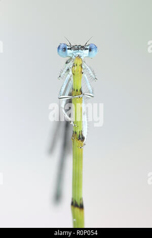 Damselfly, Platycnemis pennipes Stockfoto