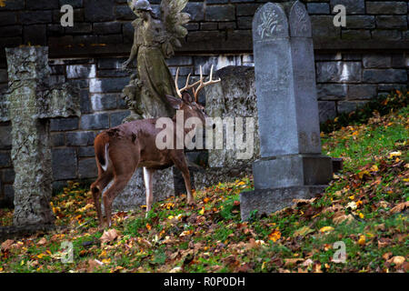 Rehe grasen am Oak Hill Friedhof neben Rock Creek Park in Washington, DC, November 2018 Stockfoto