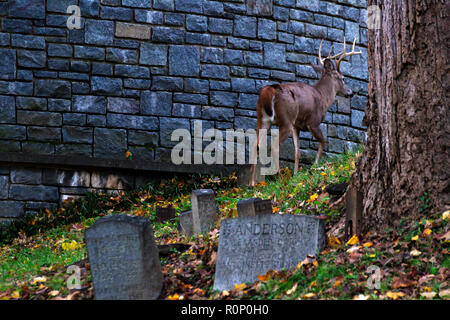 Rehe grasen am Oak Hill Friedhof neben Rock Creek Park in Washington, DC, November 2018 Stockfoto