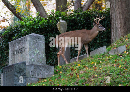 Rehe grasen am Oak Hill Friedhof neben Rock Creek Park in Washington, DC, November 2018 Stockfoto