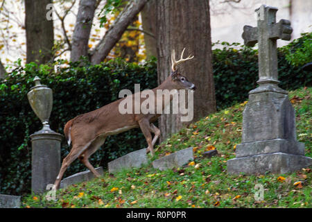 Rehe grasen am Oak Hill Friedhof neben Rock Creek Park in Washington, DC, November 2018 Stockfoto