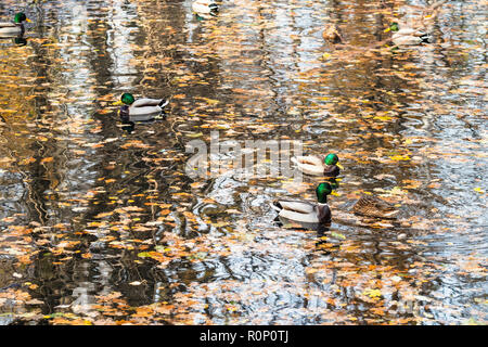 Drakes float im Wald Fluss mit Laub im Herbst Tag abgedeckt Stockfoto