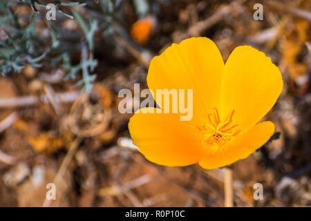 Kalifornischer Mohn (Eschscholzia californica) Close up; Stockfoto