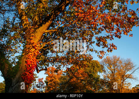 Peak Herbst Laub trail Seite Rock Creek Park mit der Connecticut Avenue William Howard Taft Brücke, Overhead, Washington, DC, November 2018 Stockfoto