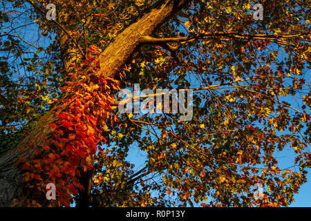 Peak Herbst Laub trail Seite Rock Creek Park mit der Connecticut Avenue William Howard Taft Brücke, Overhead, Washington, DC, November 2018 Stockfoto